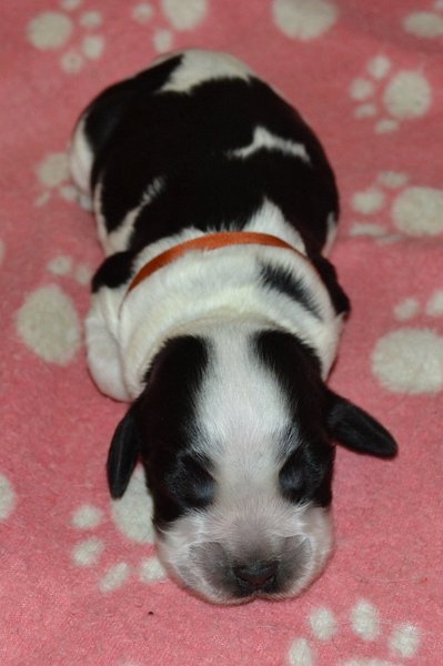 4-pejsek, hnědá st..JPG